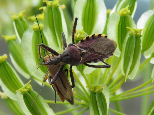Réf. 208 351 : Rhynocoris erythropus